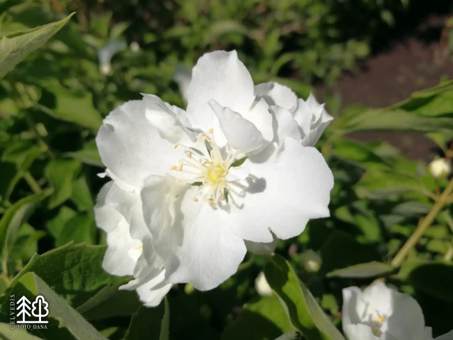 Philadelphus   'Vozdushnij Desant'